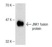 JNK1 (F-3): sc-1648. Western blot analysis of human recombinant JNK1 fusion protein.