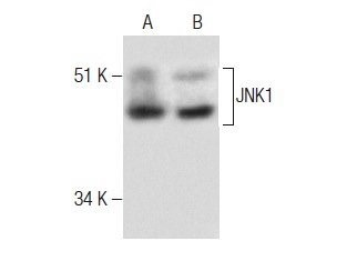 JNK1 (F-3): sc-1648. Western blot analysis of JNK1 expression in PC-12 (A) and NIH/3T3 (B) whole cell lysates.