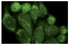 JNK2 (N-18) Alexa Fluor 488: sc-827 AF488. Immunofluorescence staining of methanol-fixed HeLa cells showing nuclear and cytoplasmic localization.