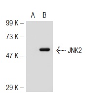 JNK2 (N-18)-G: sc-827-G. Western blot analysis of JNK2 expression in non-transfected: sc-117752 (A) and mouse JNK2 transfected: sc-125507 (B) 293T whole cell lysates.
