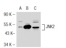 JNK2 (N-18): sc-827. Western blot analysis of JNK2 expression in non-transfected 293T: sc-117752 (A), mouse JNK2 transfected 293T: sc-125507 (B) and NIH/3T3 (C) whole cell lysates.