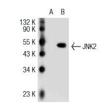 JNK2 (N-18)-G: sc-827-G. Western blot analysis of JNK2 expression in non-transfected: sc-117752 (A) and human JNK2 transfected: sc-115269 (B) 293T whole cell lysates.
