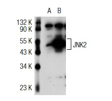 JNK2 (N-18): sc-827. Western blot analysis of JNK2 expression in non-transfected: sc-117752 (A) and human JNK2 transfected: sc-115269 (B) 293T whole cell lysates.