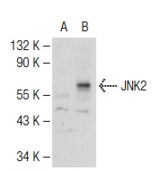 JNK2 (N-18)-G: sc-827-G. Western blot analysis of JNK2 expression in non-transfected: sc-117752 (A) and human JNK2 transfected: sc-158651 (B) 293T whole cell lysates.