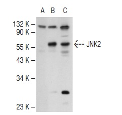 JNK (N-18): sc-827. Western blot analysis of JNK2 expression in non-transfected 293T: sc-117752 (A), human JNK2 transfected 293T: sc-158651 (B) and K-562 (C) whole cell lysates.