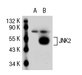 JNK2 (L-12): sc-46013. Western blot analysis of JNK2 expression in non-transfected: sc-117752 (A) and human JNK2 transfected: sc-115269 (B) 293T whole cell lysates.