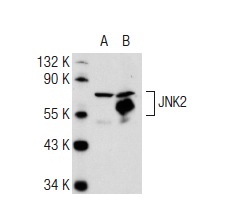 JNK2 (L-12): sc-46013. Western blot analysis of JNK2 expression in non-transfected: sc-117752 (A) and human JNK2 transfected: sc-158651 (B) 293T whole cell lysates.