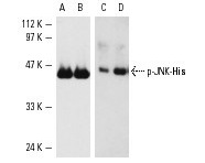 Western blot analysis of inactive His-tagged human recombinant JNK p46 (A,C) and His-tagged human recombinant JNK p46 phosphorylated by human recombinant MKK4 (B,D). Antibodies tested include JNK1/3 (C-17): sc-474 (A,B) and p-JNK (G-7): sc-6254 (C,D).