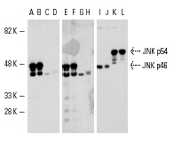 Western blot analysis of JNK1/3 and JNK2 expression in COS cells transfected with JNK1 (A,B,E,F,I,J) or JNK2 (C,D,G,H,K,L). Antibodies tested include JNK1 (F-3): sc-1648 (A-D), JNK1/3 (C-17)-G: sc-474-G (E-H) and JNK2 (FL): sc-572 (I-L).
