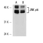 JNK siRNA (h): sc-29380. Western blot analysis of JNK expression in non-transfected control (A) and JNK1 siRNA transfected (B) HeLa cells. Blot probed with JNK (C-17): sc-474.
