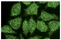 JNK1/3 (C-17)AF488: sc-474 AF488. Immunofluorescence staining of methanol-fixed HeLa cells showing cytoplasmic and nuclear localization.