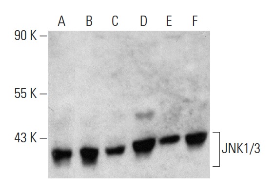 JNK1/3 (C-17)-G: sc-474-G. Western blot analysis of JNK1/3 expression in A-431 (A), NIH/3T3 (B), HeLa (C), K-562 (D), 293T (E) and RAW 264.7 (F) whole cell lysates.