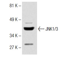 mouse anti-goat IgG-HRP: sc-2354. Western blot analysis of JNK1/3 expression in Jurkat whole cell lysate. Antibody tested: JNK1/3 (C-17)-G: sc-474-G.