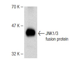 JNK1/3 (C-17): sc-474. Western blot analysis of human recombinant JNK1/3 fusion protein.
