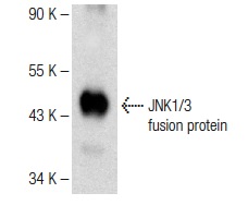 JNK1/3 (C-17)-G: sc-474-G. Western blot analysis of human recombinant JNK1/3 fusion protein.