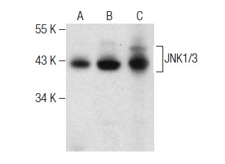 JNK1/3 (C-17)-G: sc-474-G. Western blot analysis of JNK1/3 expression in SK-N-SH (A) and SH-SY5Y (B) whole cell lysates and rat brain tissue extract (C).