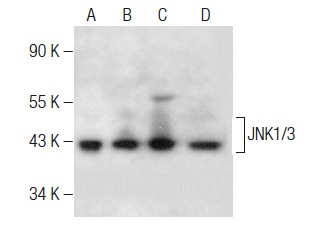 JNK1/3 (C-17)-G: sc-474-G. Western blot analysis of JNK1/3 expression in RAW 264.7 (A), Jurkat (B), PC-12 (C) and NIH/3T3 (D) whole cell lysates.