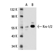 Krs-1/2 (C-19): sc-6211. Western blot analysis of Krs-1 expression in non-transfected: sc-110760 (A) and human Krs-1 transfected: sc-111111 (B) 293 whole cell lysates.