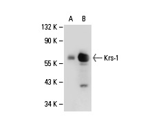 Krs-1/2 (C-19): sc-6211. Western blot analysis of Krs-1 expression in non-transfected: sc-110760 (A) and human Krs-1 transfected: sc-111111 (B) 293 whole cell lysates.