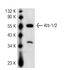 Krs-1/2 (C-19): sc-6211. Western blot analysis of Krs-1 expression in A-431 whole cell lysate.