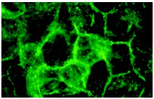 Ksr-1 (H-70): sc-25416. Immunofluorescence staining of methanol-fixed HeLa cells showing membrane localization.