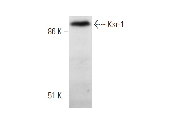 Ksr-1 (H-70): sc-25416. Western blot analysis of Ksr-1 expression in mouse brain tissue extract.