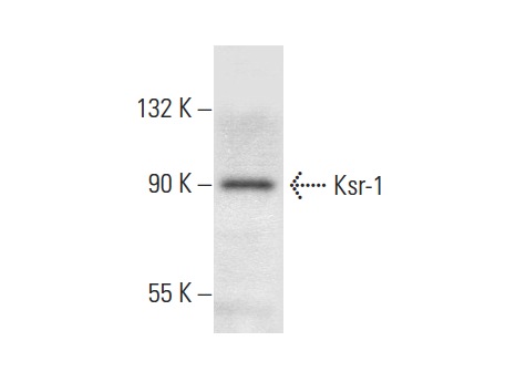 Ksr-1 (H-70): sc-25416. Western blot analysis of Ksr-1 expression in HeLa whole cell lysate.