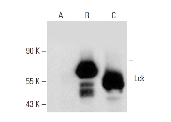 Lck (B-10): sc-166627. Western blot analysis of Lck expression in non-transfected 293: sc-110760 (A), human Lck transfected 293: sc-158678 (B) and Jurkat (C) whole cell lysates.
