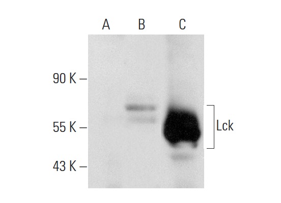 Lck (B-10): sc-166627. Western blot analysis of Lck expression in non-transfected 293T: sc-117752 (A), human Lck transfected 293T: sc-159679 (B) and Jurkat (C) whole cell lysates.
