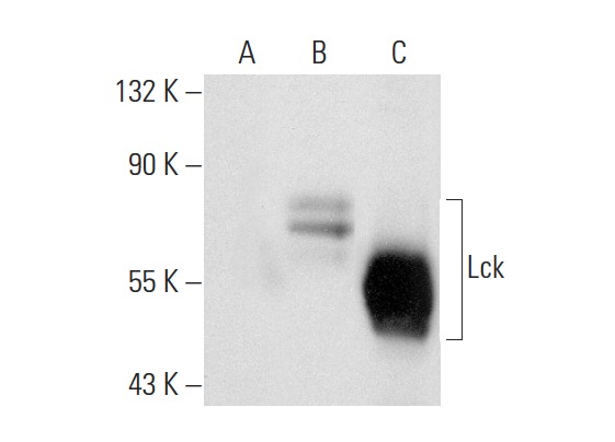 Lck (28): sc-135971. Western blot analysis of Lck expression in non-transfected 293T: sc-117752 (A), human Lck transfected 293T: sc-159679 (B) and Jurkat (C) whole cell lysates.