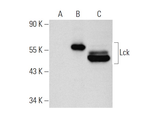 Lck (0.T.84): sc-71498. Western blot analysis of Lck expression in non-transfected 293T: sc-117752 (A), human Lck transfected 293T: sc-170739 (B) and HuT 78 (C) whole cell lysates.