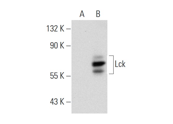 Lck (0.T.84): sc-71498. Western blot analysis of Lck expression in non-transfected: sc-117752 (A) and human Lck transfected: sc-159679 (B) 293T whole cell lysates.