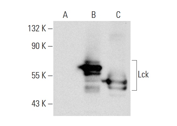 Lck (0.T.84): sc-71498. Western blot analysis of Lck expression in non-transfected 293: sc-110760 (A), human Lck transfected 293: sc-158678 (B) and Jurkat (C) whole cell lysates.