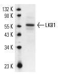 LKB1 (Ley 37D/G6): sc-32245. Western blot analysis of LKB1 expression in 3611-RF whole cell lysate.