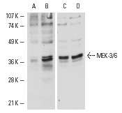 Western blot analysis of MEK-6 phosphorylation in untreated (A,C) and PMA induced (B,D) HeLa cells. Antibodies tested include p-MEK-3/6 (B-9): sc-8407 (A,B) and MEK-3 (C-19): sc-961 (C,D).