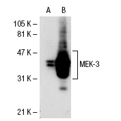 MEK-3 (C-19): sc-961. Western blot analysis of MEK-3 expression in non-transfected: sc-117752 (A) and human MEK-3 transfected: sc-114954 (B) 293T whole cell lysates.