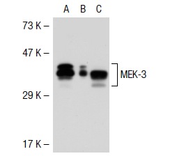 MEK-3 (C-19): sc-961. Western blot analysis of MEK-3 expression in non-transfected 293T: sc-117752 (A), mouse MEK-3 transfected 293T: sc-125600 (B) and HeLa (C) whole cell lysates.