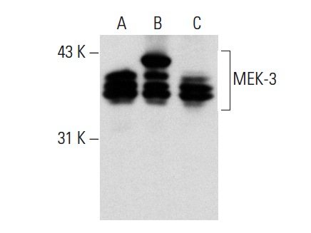 MEK-3 (C-19): sc-961. Western blot analysis of MEK-3 expression in non-transfected 293T: sc-117752 (A), human MEK-3 transfected 293T: sc-176353 (B) and Jurkat (C) whole cell lysates.