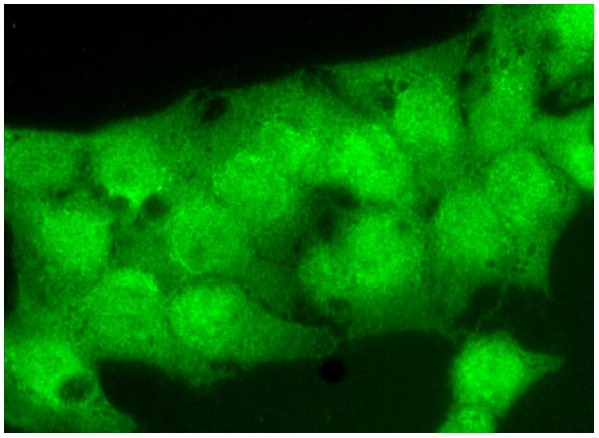 MEK-3 (C-19): sc-961. Immunofluorescence staining of formalin-fixed HepG2 cells showing nuclear and cytoplasmic localization.