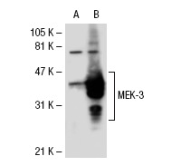 MEK-3 (N-20): sc-959. Western blot analysis of MEK-3 expression in non-transfected: sc-117752 (A) and human MEK-3 transfected: sc-114954 (B) 293T whole cell lysates.