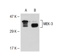 MEK-3 (N-20): sc-959. Western blot analysis of MEK-3 expression in 293T (A) and HeLa (B) whole cell lysates.