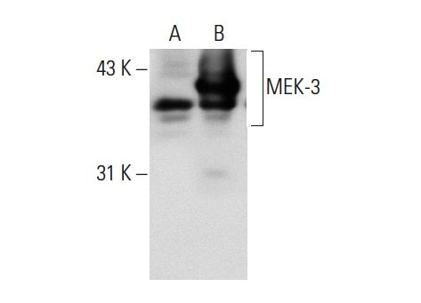MEK-3 (N-20): sc-959. Western blot analysis of MEK-3 expression in non-transfected: sc-117752 (A) and human MEK-3 transfected: sc-176353 (B) 293T whole cell lysates.