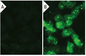 MEK-3 (N-20): sc-959. Immunofluorescence staining of methanol-fixed untransfected (A) and human MEK-3 transfected HEK 293T cells (B).