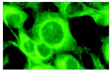 MEK-3 (I-20): sc-960. Immunofluorescence staining of methanol-fixed NIH/3T3 cells showing cytoplasmic localization.