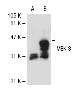 MEK-3 (I-20): sc-960. Western blot analysis of MEK-3 expression in non-transfected: sc-117752 (A) and human MEK-3 transfected: sc-114954 (B) 293T whole cell lysates.
