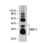 MEK-3 (I-20): sc-960. Western blot analysis of MEK-3 expression in Jurkat whole cell lysate.