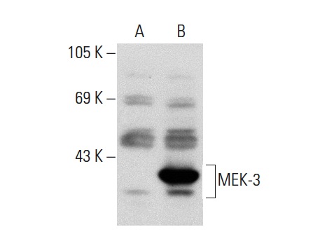 MEK-3 (I-20): sc-960. Western blot analysis of MEK-3 expression in non-transfected: sc-117752 (A) and human MEK-3 transfected: sc-176353 (B) 293T whole cell lysates.