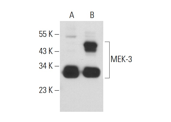 MEK-3 (I-20): sc-960. Western blot analysis of MEK-3 expression in non-transfected: sc-110760 (A) and human MEK-3 transfected: sc-158720 (B) 293 whole cell lysates.