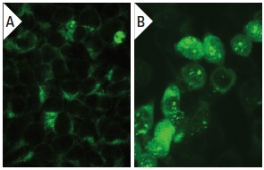 MEK-3 (I-20): sc-960. Immunofluorescence staining of methanol-fixed untransfected (A) and human MEK-3 transfected HEK 293T cells (B).