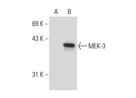 MEK-3 (30): sc-135985. Western blot analysis of MEK-3 expression in non-transfected: sc-110760 (A) and human MEK-3 transfected: sc-158720 (B) 293 whole cell lysates.